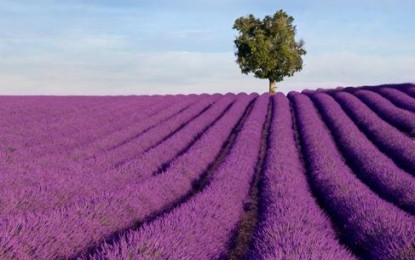 Provence