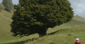 franche-comt&eacute;